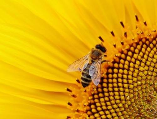 kwiat pszczola zapylacz cenyrolnicze pl 