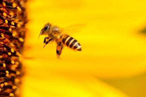 pszczola tlo zolte cenyrolnicze pl 