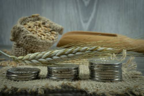 ceny zbóż, ceny rzepaku, ceny pszenicy