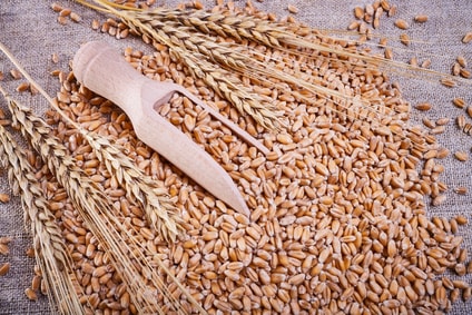 notowania zbóż, kontakty zbożowe, ceny zbóż na giełdach