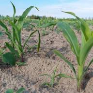 Odchwaszczanie kukurydzy – jak to zrobić skutecznie?