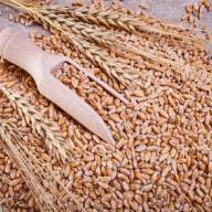 17.05.2024 Ceny skupu zbóż, kukurydzy, oleistych i strączkowych: stawki za zboże wciąż w trendzie wzrostowym