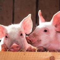 Cena świń na małej giełdzie niemieckiej raz wzrasta raz spada, ale niewiele to zmienia