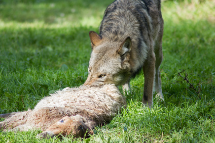pozostale zwierzeta hodowlane wilk pogryzl 50-owiec w niemczech portal ceny rolnicze pl 