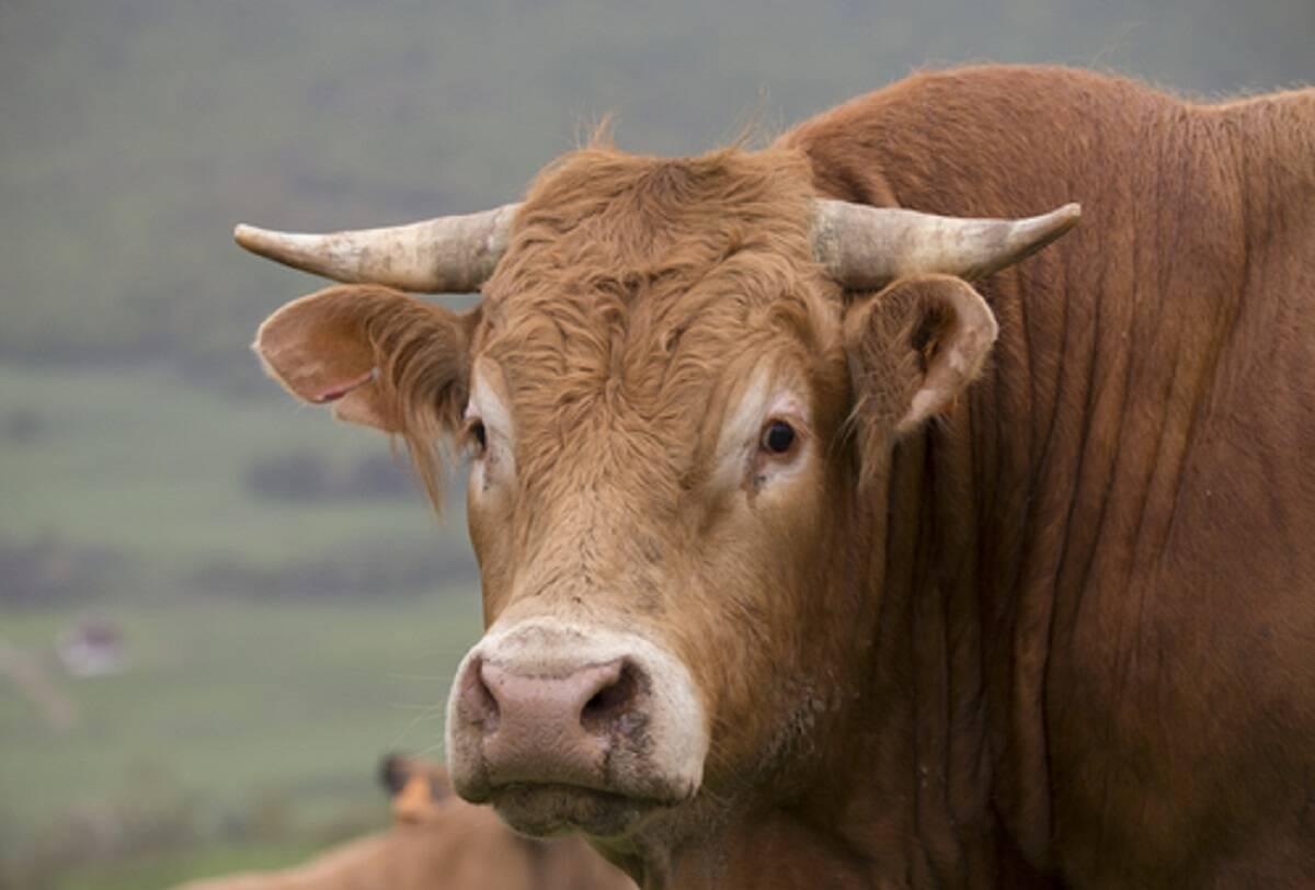 ceny bydła, ceny byków, ceny krów, ceny jałówek
