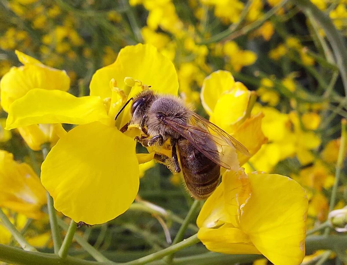 ochrona pszczol w rzepaku nowicki radek cenyrolnicze pl