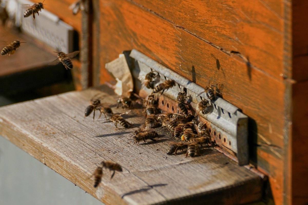 pszczoły, dotacja dla pszczelarzy, pszczoły, ul rodzina pszczela  