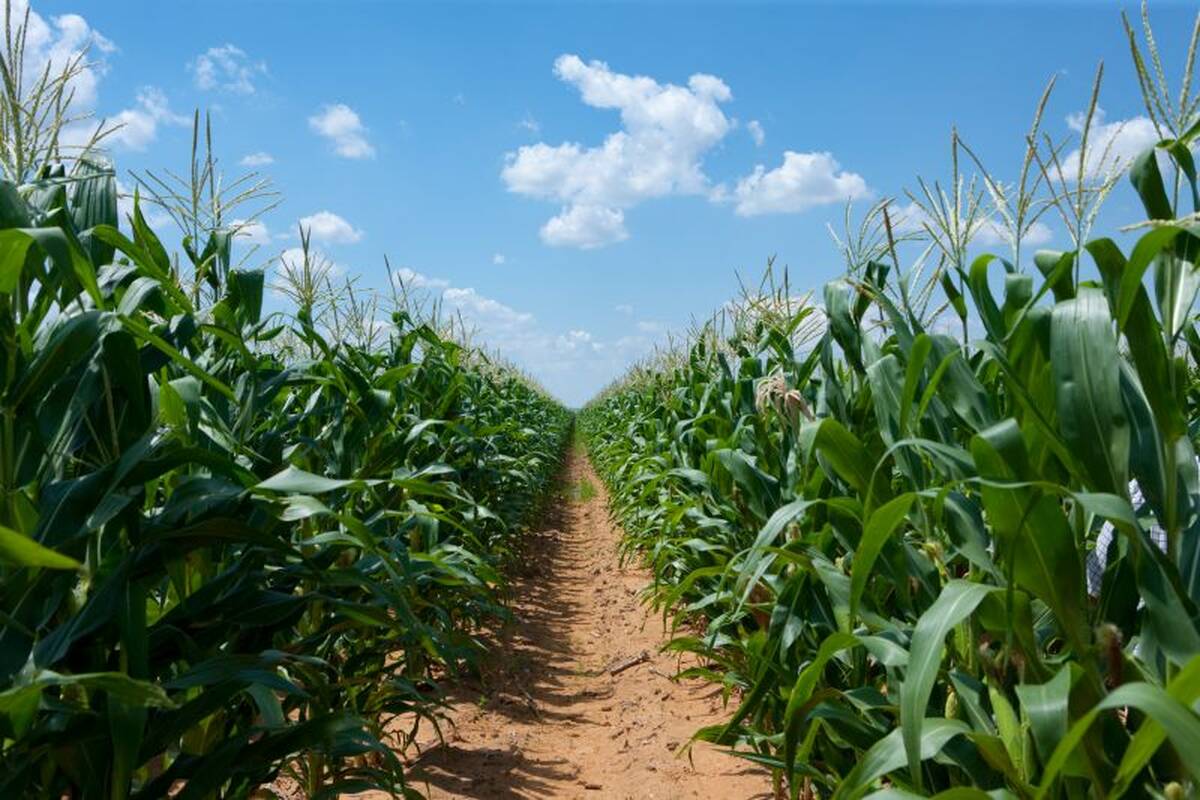 kukurydza, odmiany kukurydzy