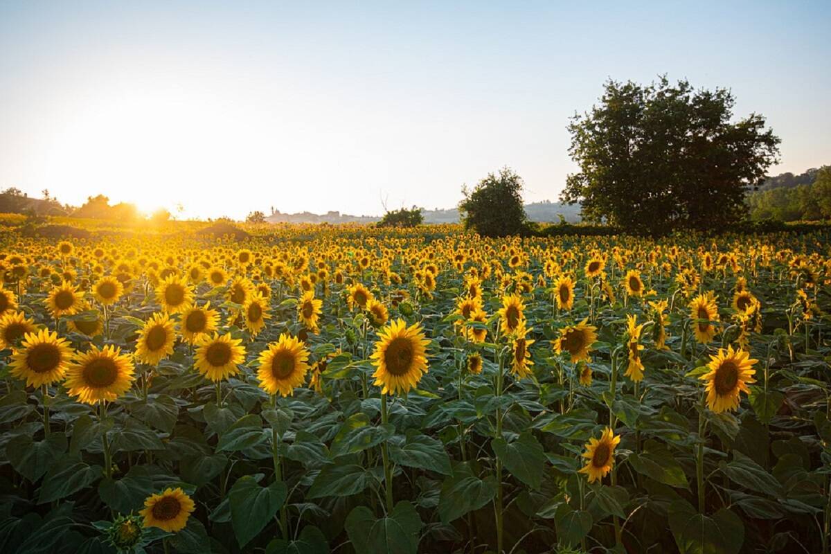 słonecznik, Mołdawia, Ukraina 