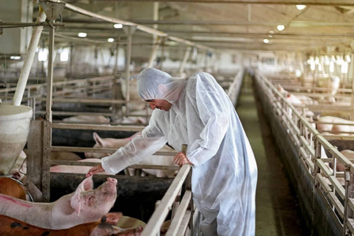 hodowla świń, Niemcy, hodowla przemysłowa