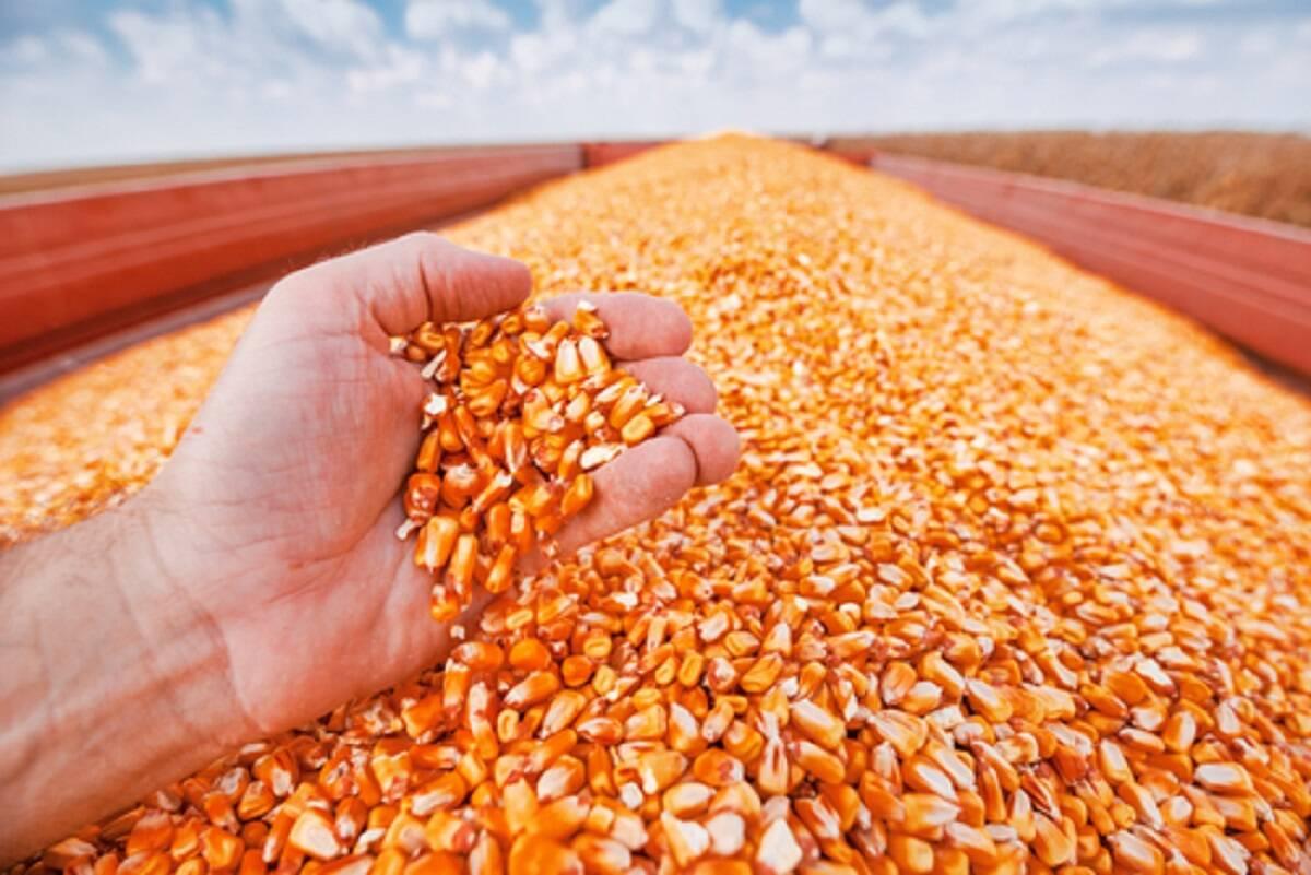 eksport zboża, kukurydza