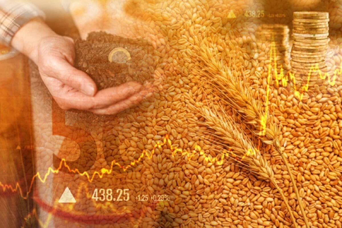ceny zbóż, ceny skupu zbóż, ceny pszenicy, ceny skupu pszenicy 