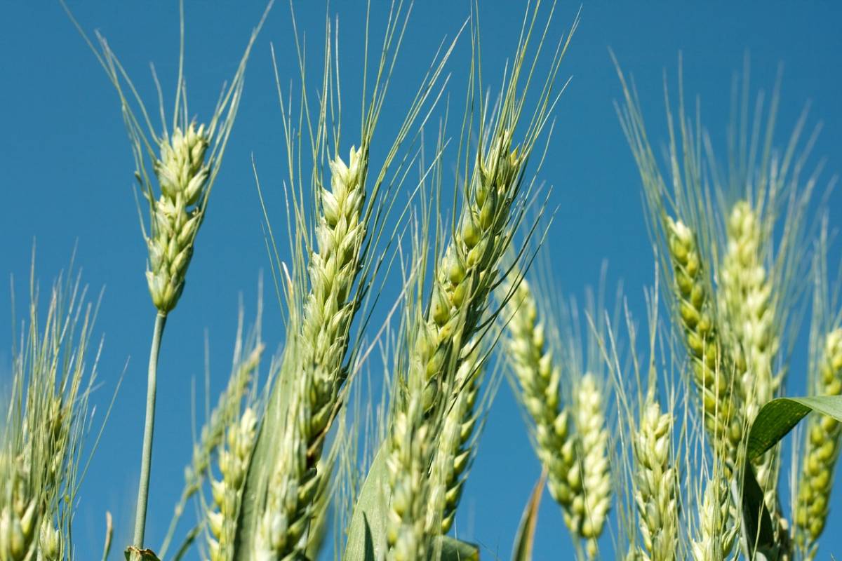 prognozy produkcji pszenicy, kukurydza, rzepak, jęczmień 