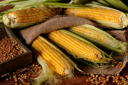zboza ceny-kukurydzy
