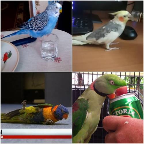 kolaz ptaki pija alkohol cenyrolnicze pl