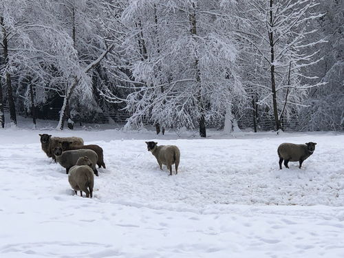 owce na sniegu ceny rolnicze pl