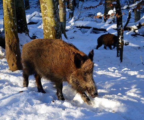 ASF dzik zima las snieg portal ceny rolnicze pl