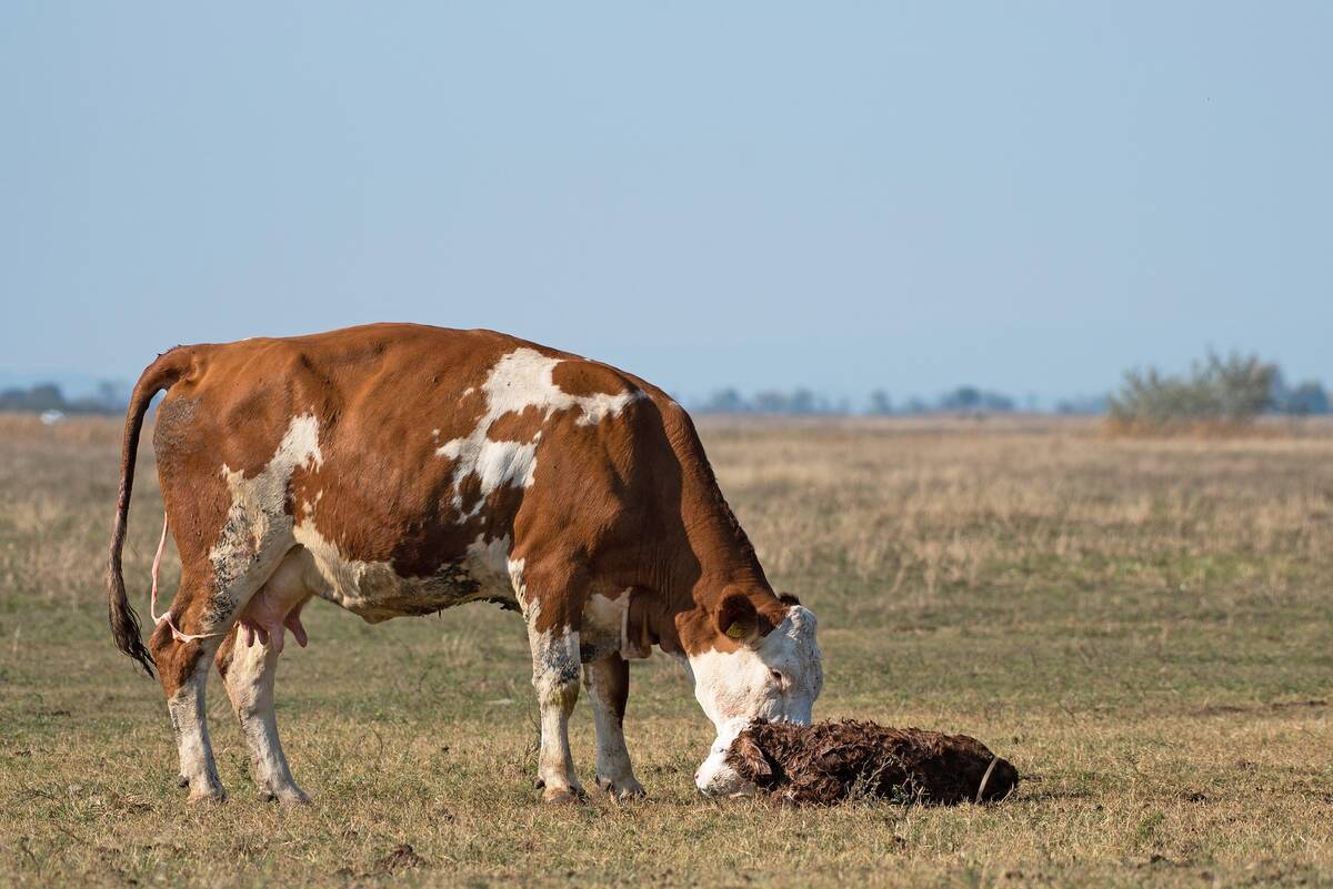 krowa cielak po porodzie pixabay portal ceny rolnicze pl