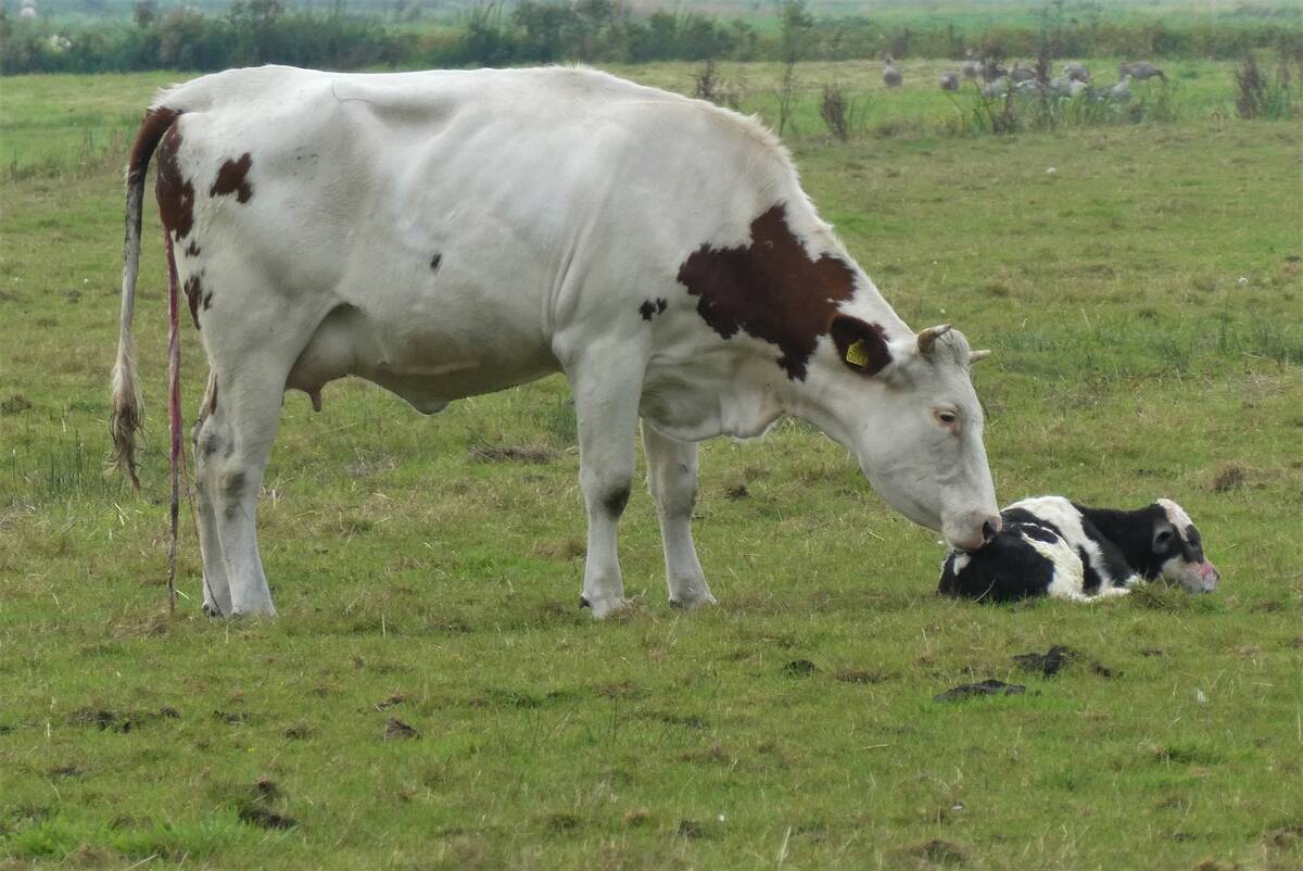 krowa po porodzie lozysko pixabay portal ceny rolnicze pl