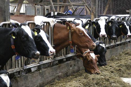 cele hodowli bydla mlecznego w polsce