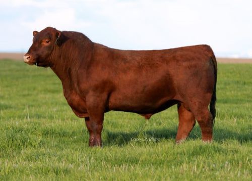 red angus rys. 6