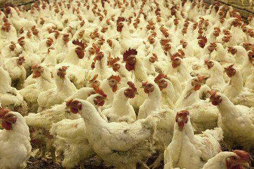 Les plates-formes et les balles de paille réduisent le taux de chargement des poulets de chair