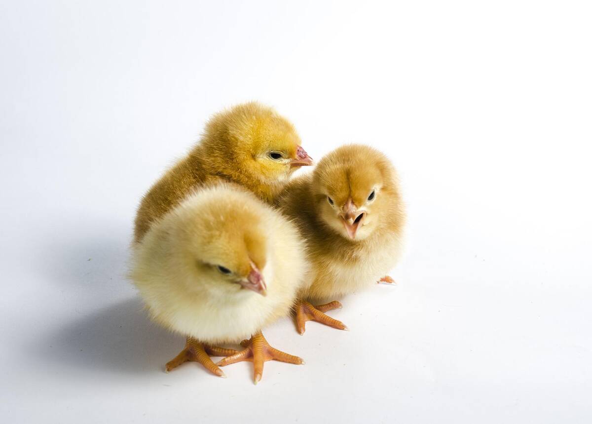 kurczaczki trzy pixabay portal ceny rolnicze pl
