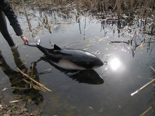 delfin morswin cenyrolnicze agroekosystem