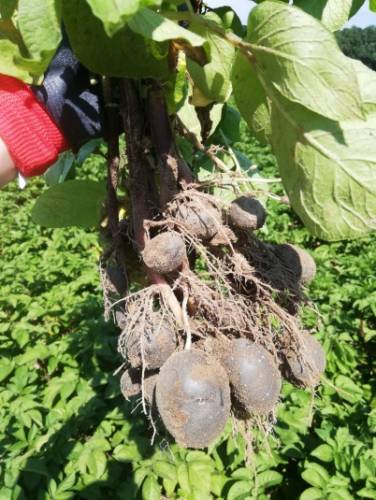 fioletowe ziemniaki provita cenyrolnicze pl 