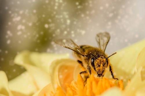 pszczola kwiatek cenyrolnicze pl 