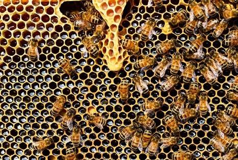 pszczoly blok pustakowy cenyrolnicze pixabay
