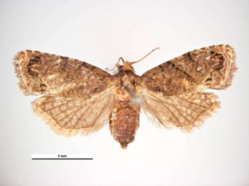 Thaumatotibia leucotreta wikimedia