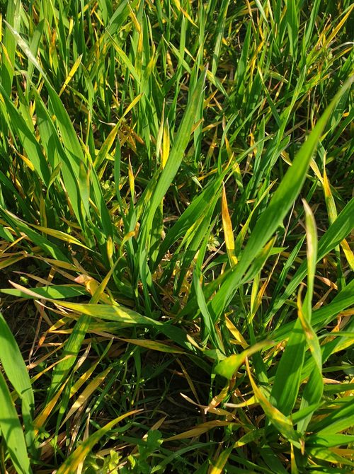 chloroza uprawa pszenicy ceny rolnicze pl 