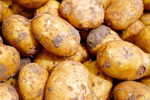 rynek ziemniaka w polsce