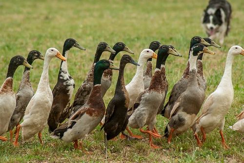 grypa ptaków na kaczkach i indykach we Francji