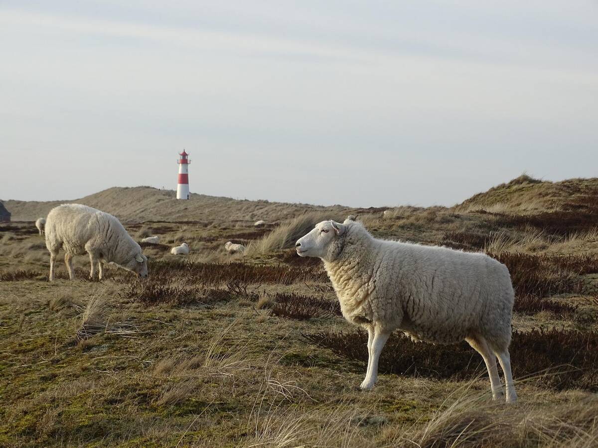 owce pole pixabay portal ceny rolnicze pl