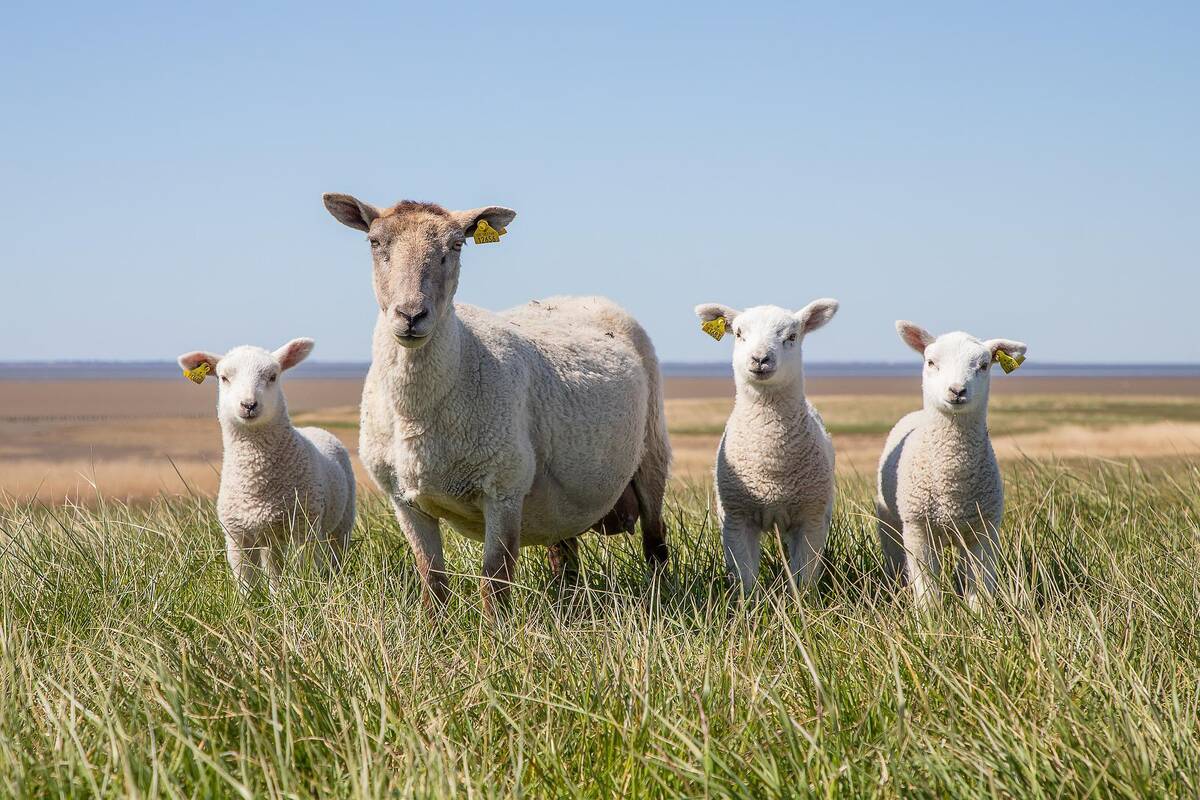 owce suche pastwisko pixabay portal ceny rolnicze pl