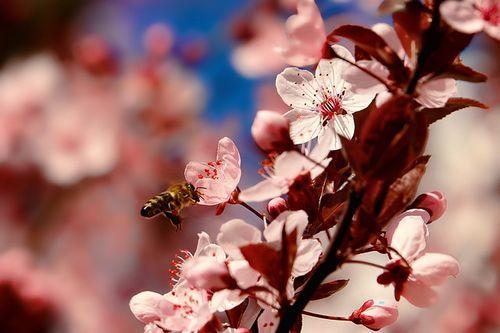 pszczoły w Polsce wymierają