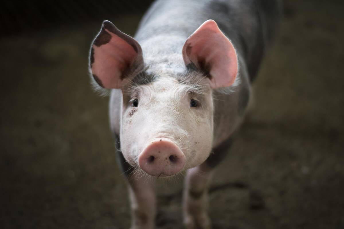 swinia front pixabay portal ceny rolnicze pl