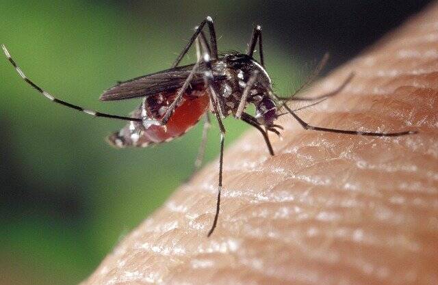 gryzacy komar, skora