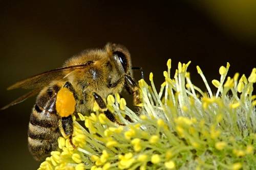 pszczola, owad zapylajacy
