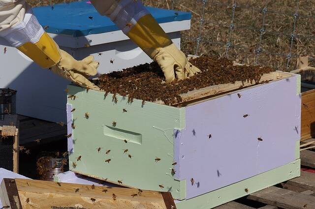 wsparcie dla pszczelarzy, pszczoły, miód