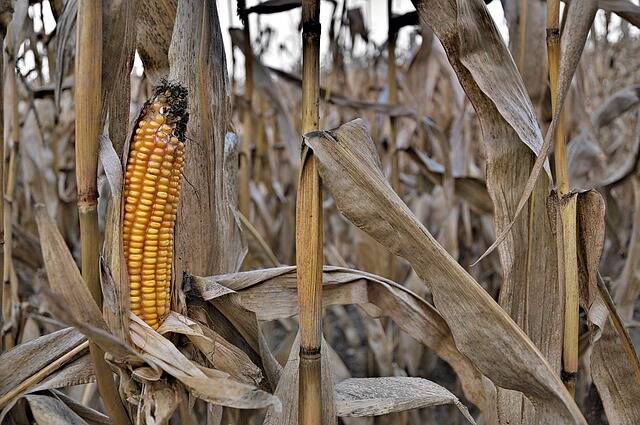 wyschnieta kukurydza