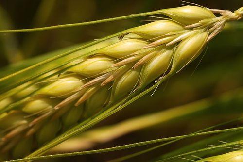 giełda zbóż na świecie