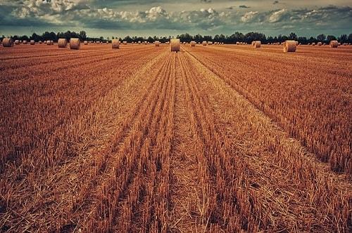 zbiory zbóż w Polsce