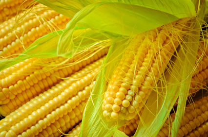 zboza ceny-kukurydzy