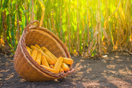 zboza kukurydza-ceny-portal-ceny-rolnicze-pl