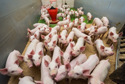 trzoda chlewna bioasekuracja-swinie-ceny-asf-portal-cenyrolnicze-pl