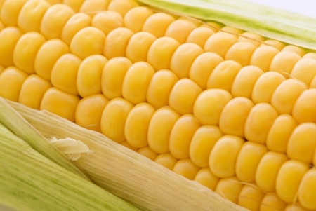 zboza kukurydza
