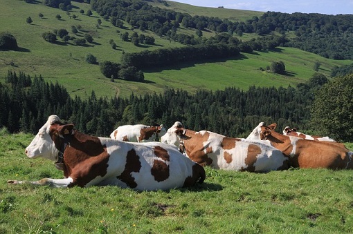 prawo i finanse krowy dobrobyt zwierzat portal cenyrolnicze pl 